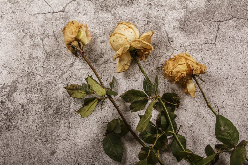 Mock up template with wilted flowers of white roses with a clean envelope, notepad and cup of coffee on a gray concrete background stock photos Mock up template with wilted flowers of white roses with a clean envelope, notepad and cup of coffee on a gray concrete background stock photos
