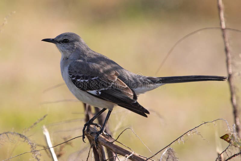 Peacock stock image. Image of colors, beak, attract, colour 19416749