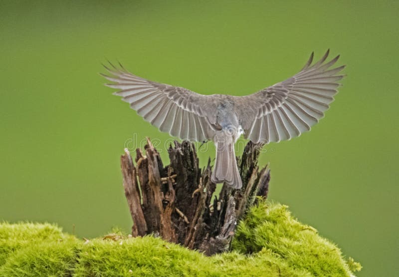 A Mockingbird in the air flying with a green background.