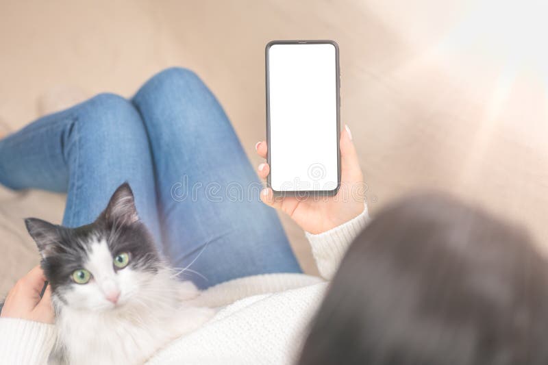 Mockup image of smartphone with empty screen in female hands. Cat relaxing behind. Cozy home atmosphere. Mockup cellphone royalty free stock image