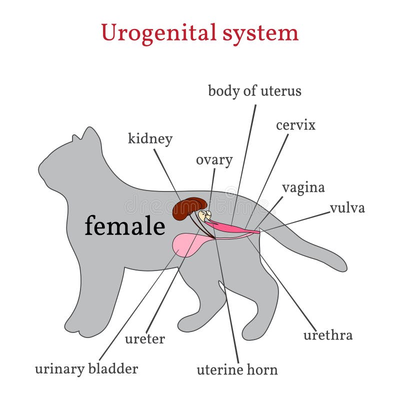 Moczopłciowy system żeński kot royalty ilustracja Moczopłciowy system żeński kot royalty ilustracja