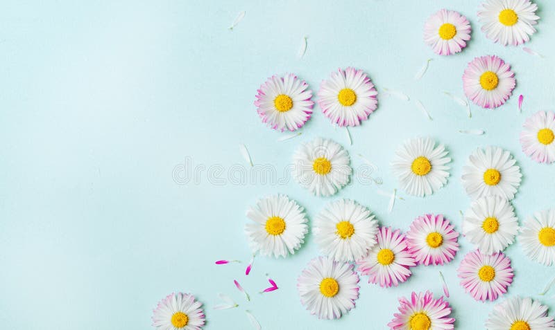 660 D Marguerite Bleue Photos Libres De Droits Et Gratuites De Dreamstime 660 D Marguerite Bleue Photos Libres De Droits Et Gratuites De Dreamstime