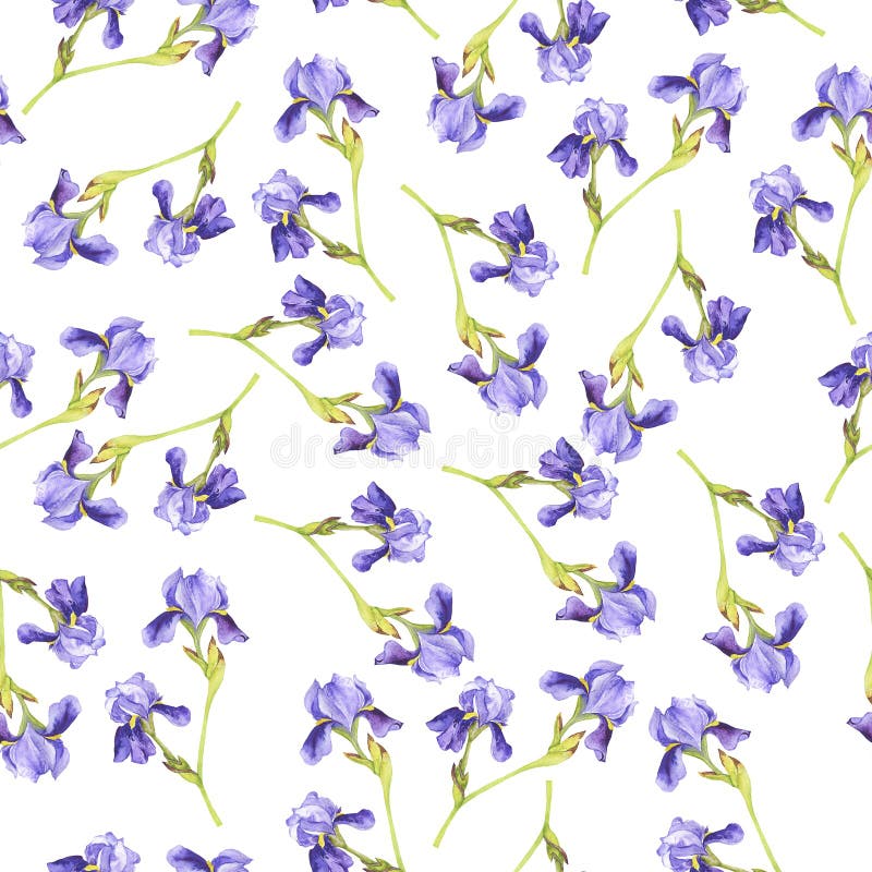 Fleur De Lys Violette Aquarelle Illustration Stock - Illustration du roman,  iris: 169206880