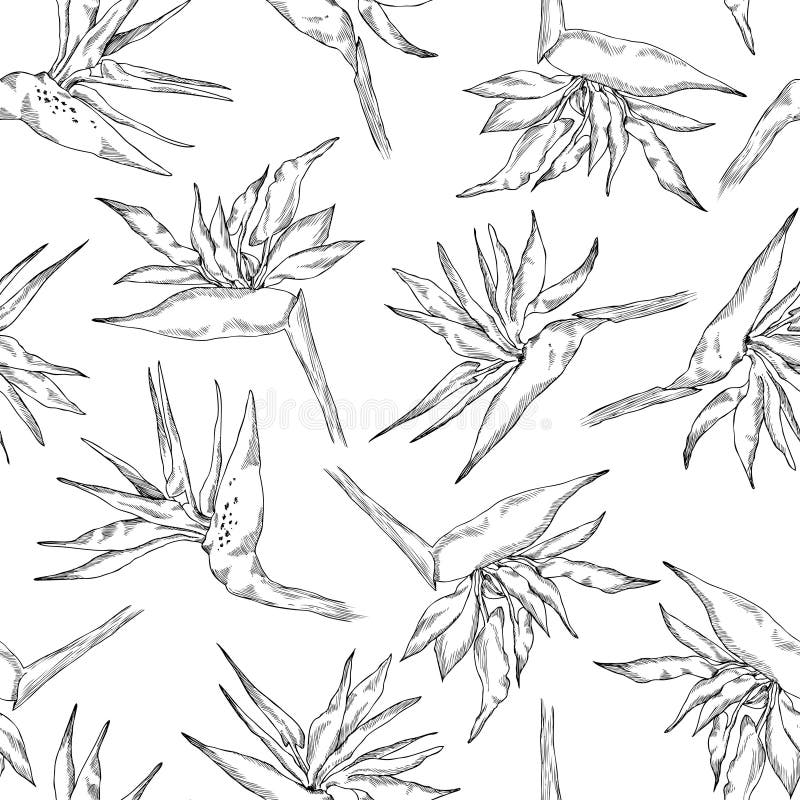 Oiseau Linéaire Exotique Tukan Avec Les Fleurs De Floraison