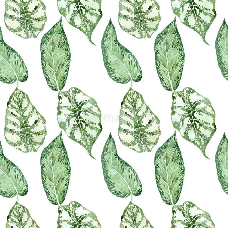 Mod?le sans couture d'aquarelle avec les feuilles tropicales et les feuilles de plantes d'int?rieur verdure succulent illustration libre de droits Mod?le sans couture d'aquarelle avec les feuilles tropicales et les feuilles de plantes d'int?rieur verdure succulent illustration libre de droits