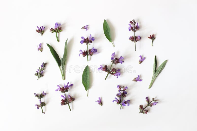 Model botanic de vară. compoziția florală a salviului albastru purpuriu Salvia officinalis flori și frunze verzi izolate stock photography