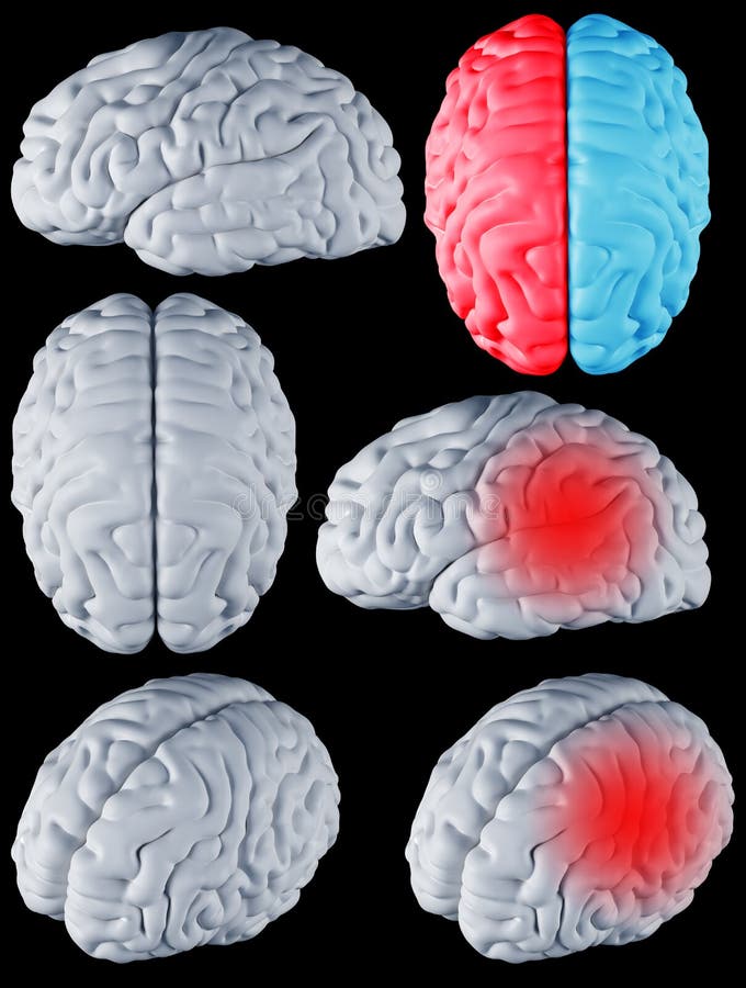 Мозги пустые. 3d мозги на пустом фоне. Как сделать форму мозга для макета. Brain DOP Собери торт.