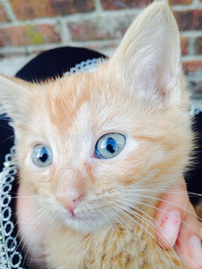 Model Cat stock image. Image of beautiful, orange, clear - 45363135