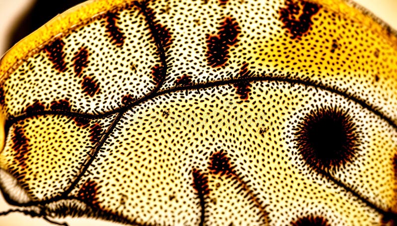 Model de structură a detaliilor specifice insectelor în formă de fragmente de fluture Stock Photo Generative AI stock illustration