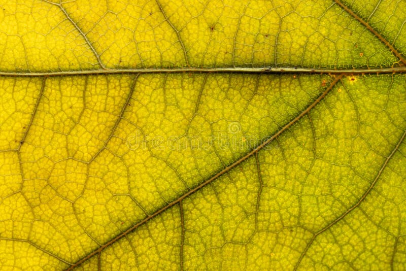 Model frunză. textură tropicală. fundal foliat abstract. . nat royalty free stock photos