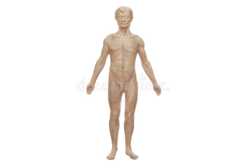Model for Studying Male Anatomy. Model Anatomy Stock Image Image of