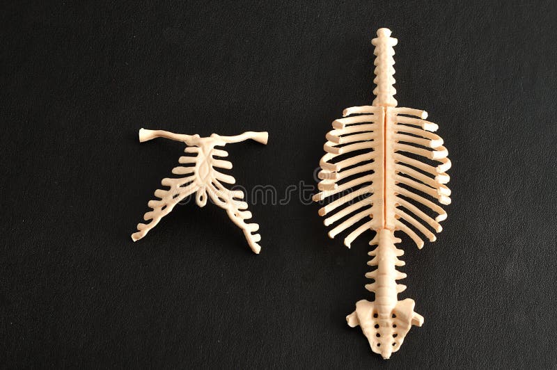 Model van een menselijke stekel en een ribcage stock fotografie Model van een menselijke stekel en een ribcage stock fotografie