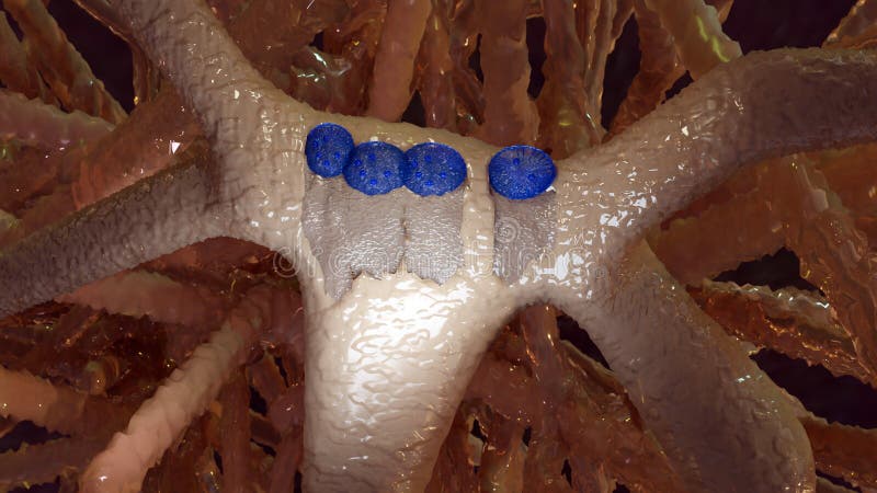 Modellazione delle ossa di osteoblasto e rimodellamento di cellule di tessuto osseo assorbenti calcio fotografia stock
