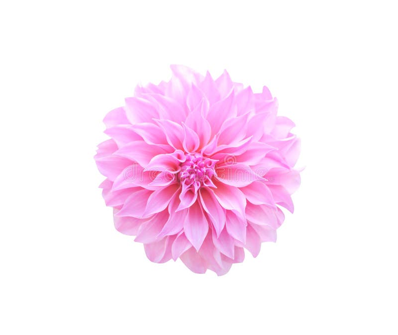 Modelli di vista superiore di fioritura rosa o porpora ornamentale del fiore della dalia isolati su fondo bianco, macro immagini stock Modelli di vista superiore di fioritura rosa o porpora ornamentale del fiore della dalia isolati su fondo bianco, macro immagini stock