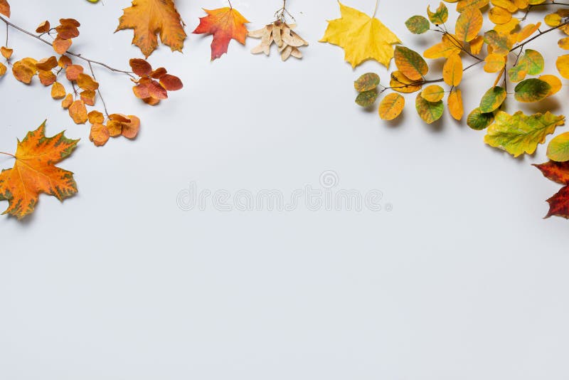 Modello autunnale di foglie colorate cadute su fondo grigio con spazio di copia. fotografia stock libera da diritti