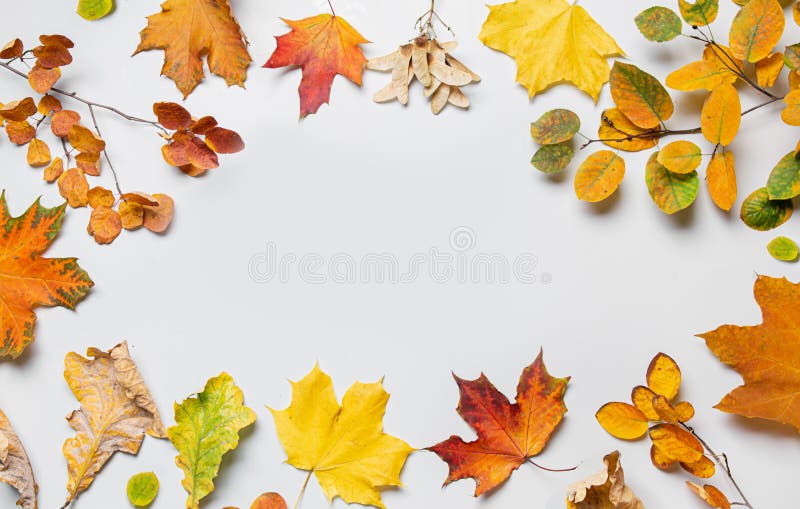 Modello autunnale di foglie colorate cadute su fondo grigio con spazio di copia. immagine stock