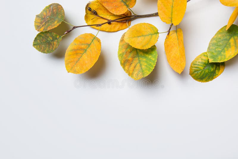 Modello autunnale di foglie colorate cadute su fondo grigio con spazio di copia. fotografie stock