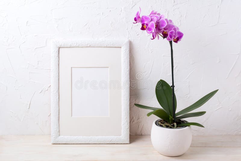 Modello bianco della struttura con l'orchidea porpora in vaso di fiore fotografia stock libera da diritti Modello bianco della struttura con l'orchidea porpora in vaso di fiore fotografia stock libera da diritti