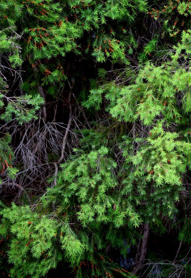 Modello del fogliame per il contesto naturale fotografia stock libera da diritti Modello del fogliame per il contesto naturale fotografia stock libera da diritti