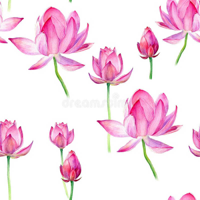 Modello di acquavite di loto. bellissima trama disegnata a mano. immagine stock