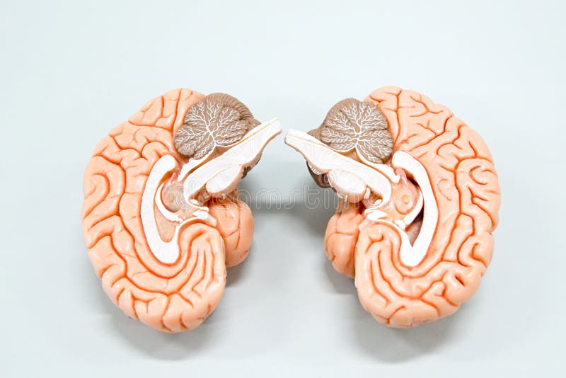 Modello di anatomia del cervello umano immagine stock libera da diritti Modello di anatomia del cervello umano immagine stock libera da diritti