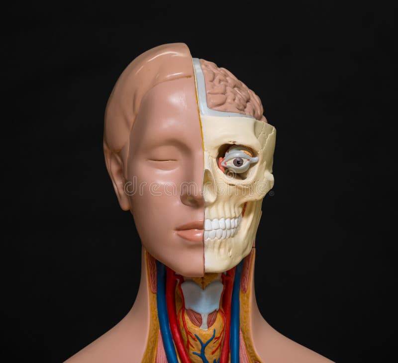 Modello di anatomia della testa umana fotografie stock Modello di anatomia della testa umana fotografie stock