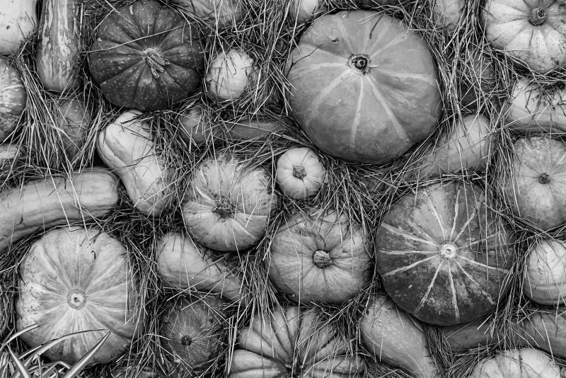 Modello di base di ortaggi a base stagionale per la produzione di minucce monocromatiche vegetali fotografia stock Modello di base di ortaggi a base stagionale per la produzione di minucce monocromatiche vegetali fotografia stock