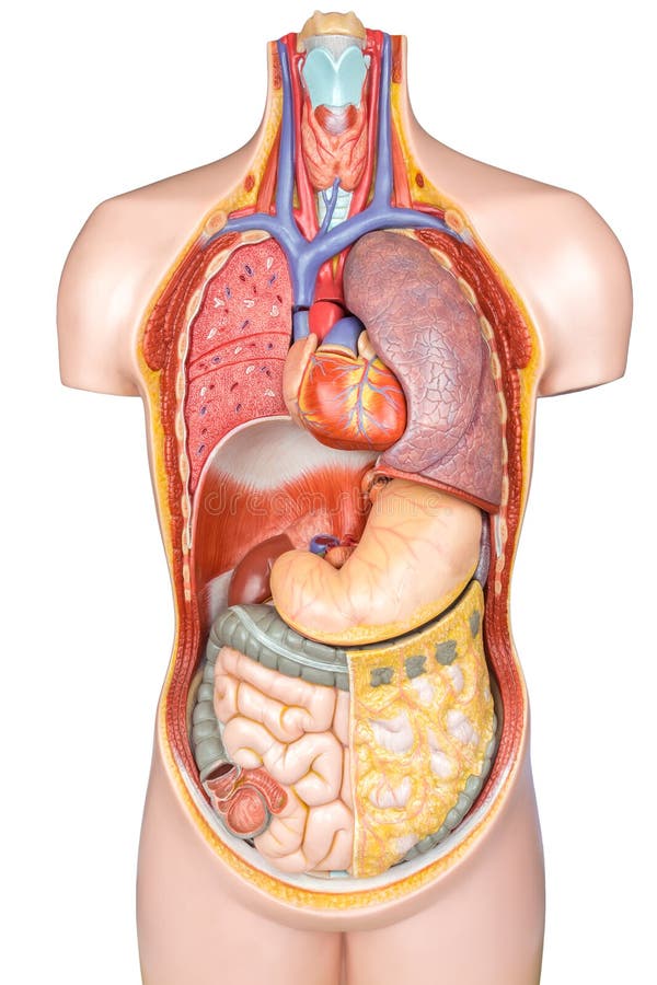 Modello di plastica del corpo umano con gli organi isolati su backgroun bianco fotografia stock Modello di plastica del corpo umano con gli organi isolati su backgroun bianco fotografia stock