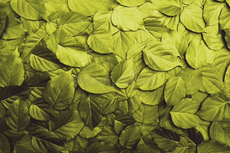 Modello di struttura della foglia di oro, bello concetto del fondo della natura fotografia stock