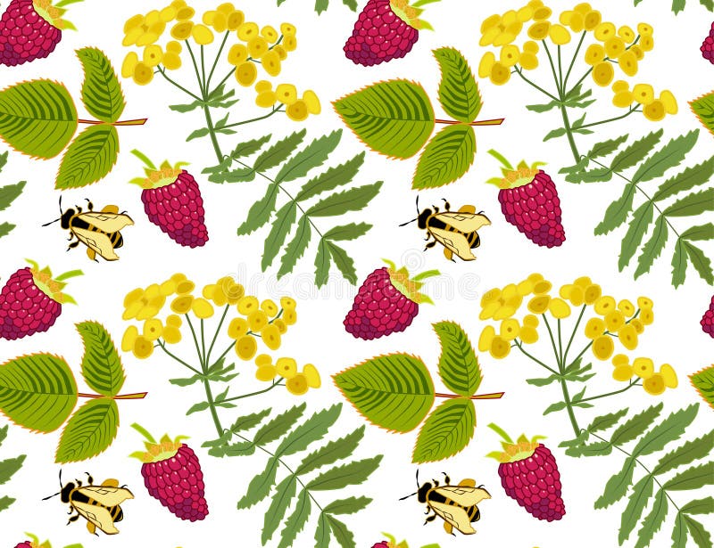 Modello floreale di estate con i lamponi, le api ed i fiori gialli Illustrazione di vettore, fondo trasparente illustrazione di stock Modello floreale di estate con i lamponi, le api ed i fiori gialli Illustrazione di vettore, fondo trasparente illustrazione di stock