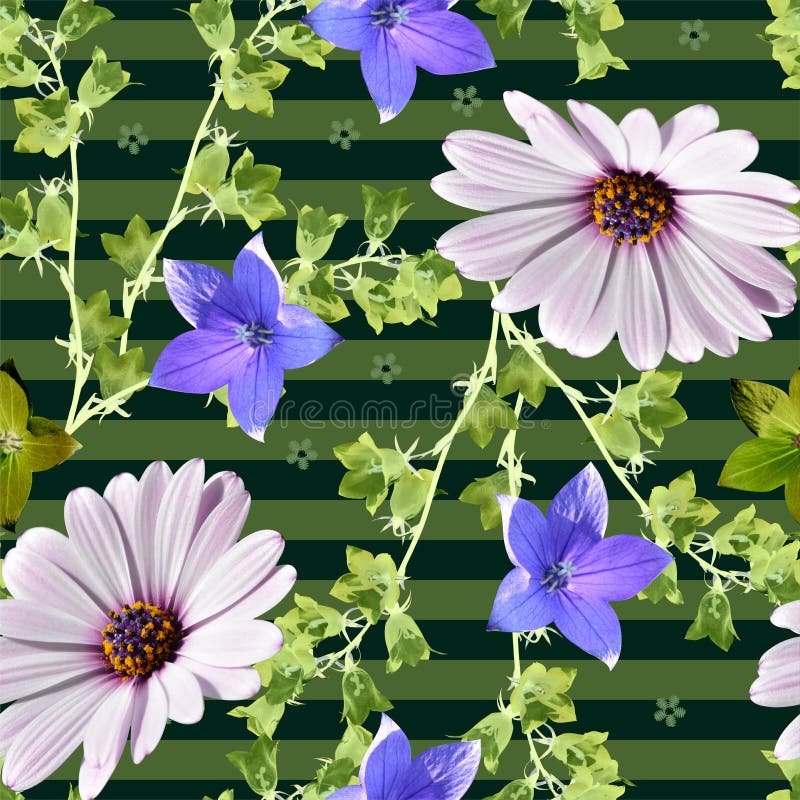 Modello floreale senza saldatura Bellissimi fiori d'estate - osteosperMom african daisan e bellfloreani - su fondo scoperto immagine stock libera da diritti
