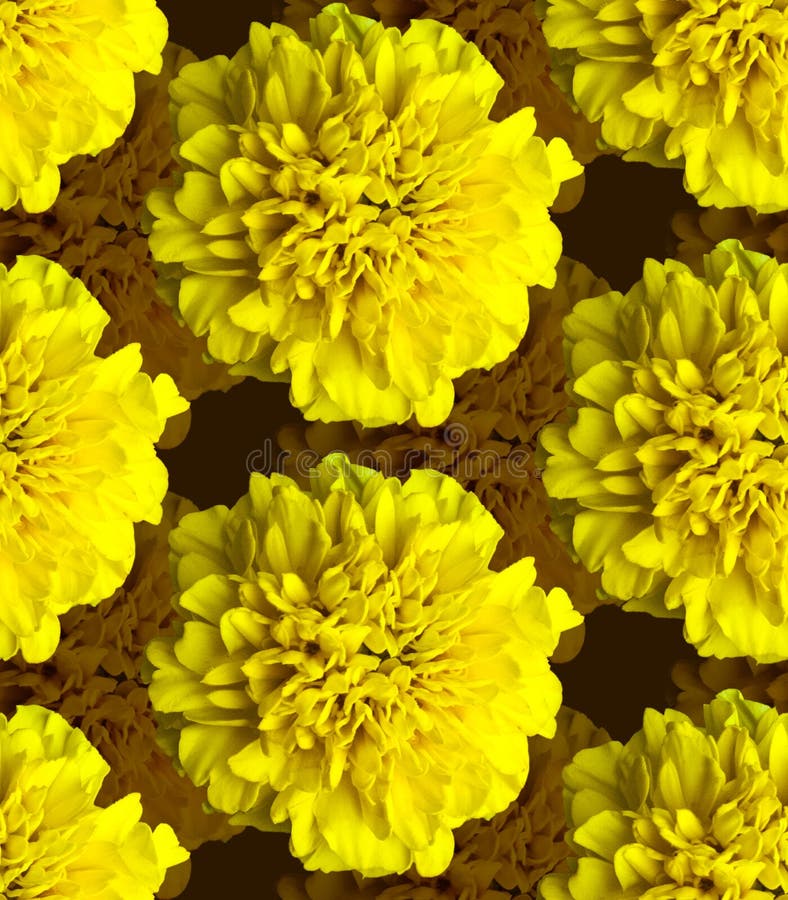 Modello giallo dei tageti Bella struttura del fondo del fiore fotografia stock