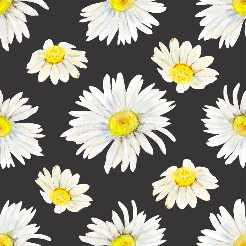 Modello a mano di camomilla. illustrazione floreale a colori d'acqua di teste di fiore delicate completamente aperte al nero illustrazione di stock