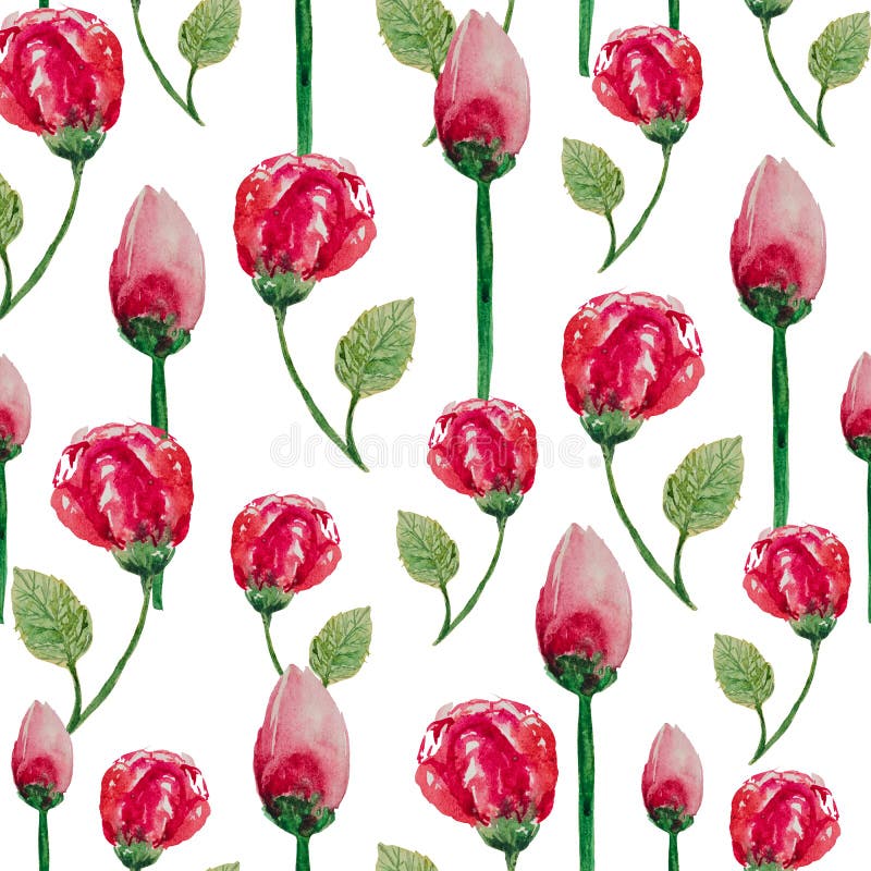Modello senza cuciture dell'acquerello delle rose di tè su un fondo bianco illustrazione vettoriale Modello senza cuciture dell'acquerello delle rose di tè su un fondo bianco illustrazione vettoriale