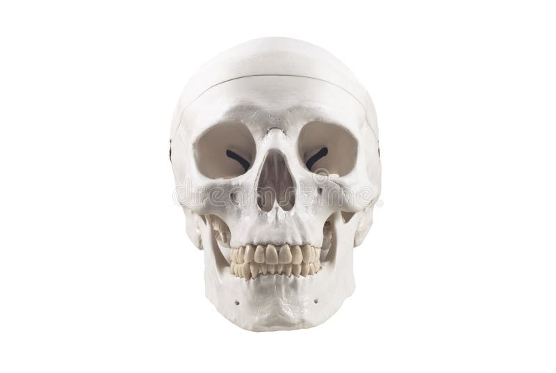 Modello umano del cranio, isolato fotografie stock Modello umano del cranio, isolato fotografie stock