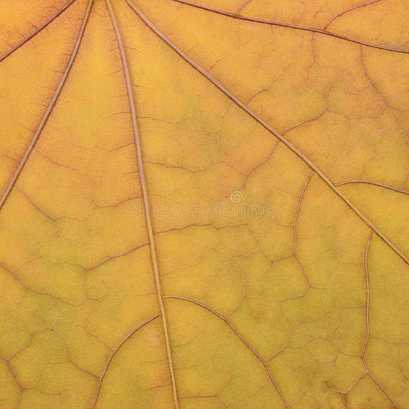 Modelo amarillo de oro caido de la textura de la hoja de arce, caída del otoño fotos de archivo libres de regalías Modelo amarillo de oro caido de la textura de la hoja de arce, caída del otoño fotos de archivo libres de regalías
