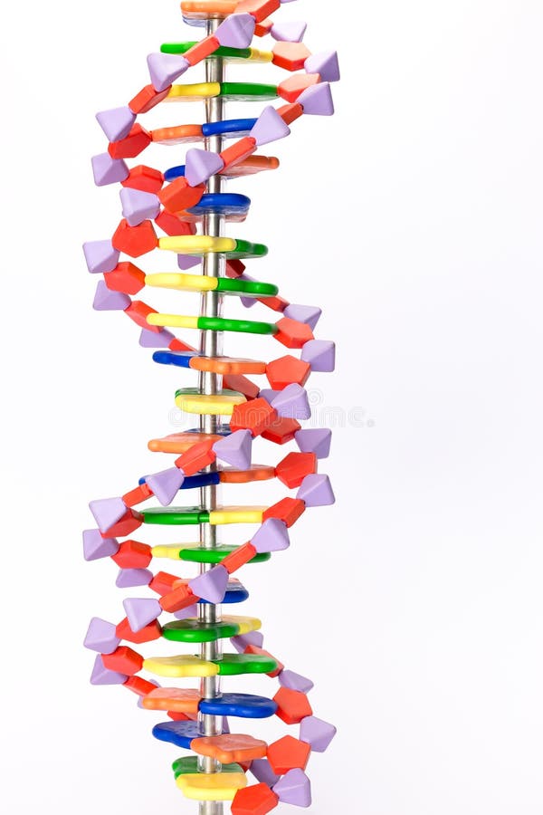 Modelo Artificial De La DNA Foto de archivo - Imagen de célula, médico:  47329226