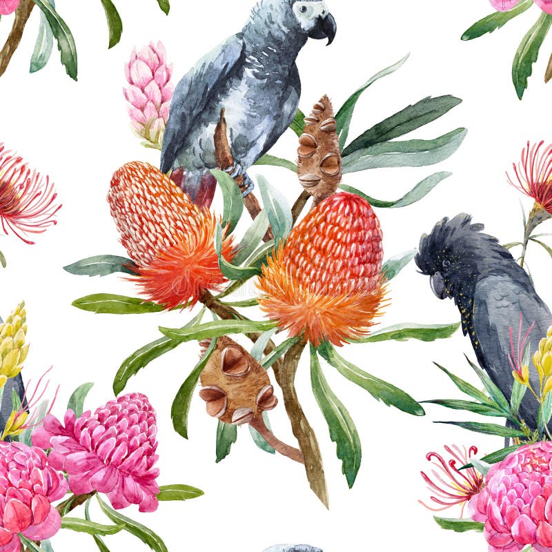 Modelo australiano tropical de la acuarela libre illustration Modelo australiano tropical de la acuarela libre illustration