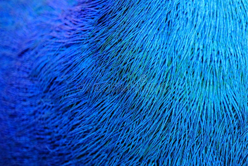 Modelo colorido de las plumas del pavo real imagen de archivo Modelo colorido de las plumas del pavo real imagen de archivo