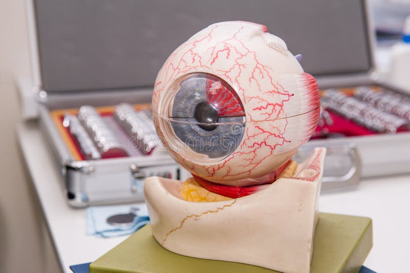 Modelo de la anatomía del ojo humano en el fondo del sistema de la lente correctiva Fondo abstracto al concepto de la oftalmologí imagenes de archivo Modelo de la anatomía del ojo humano en el fondo del sistema de la lente correctiva Fondo abstracto al concepto de la oftalmologí imagenes de archivo
