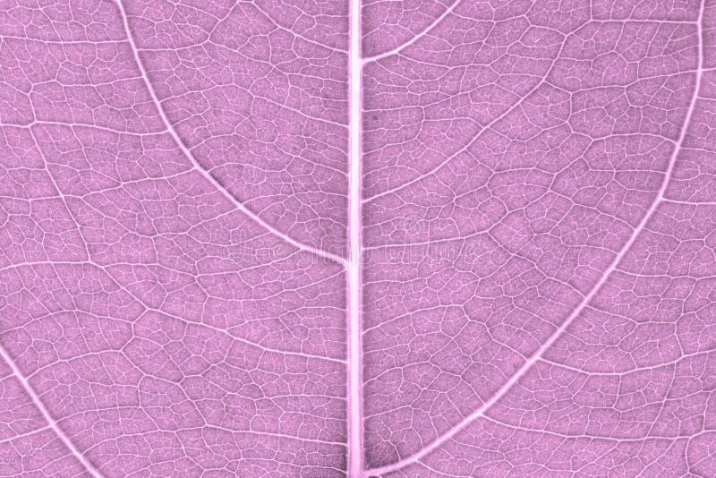 Modelo de la textura de la hoja para el ambiente del fondo de la primavera y el diseño de concepto de la ecología imágenes de archivo libres de regalías Modelo de la textura de la hoja para el ambiente del fondo de la primavera y el diseño de concepto de la ecología imágenes de archivo libres de regalías