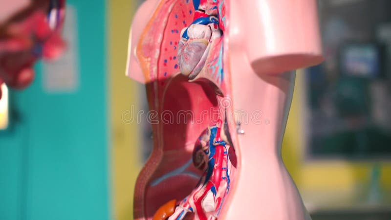Modelo de los órganos internos de un hombre en la oficina de anatomía de la escuela