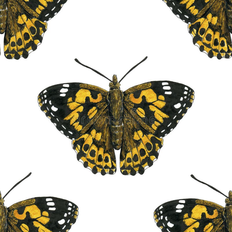 Modelo de mariposa pintado de la señora libre illustration Modelo de mariposa pintado de la señora libre illustration