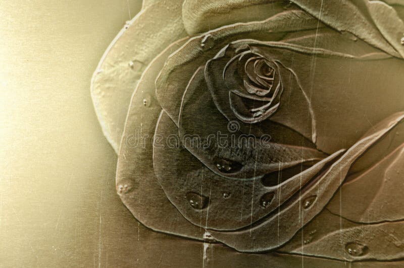 Modelo de Rose en fondo de cobre amarillo brillante foto de archivo libre de regalías Modelo de Rose en fondo de cobre amarillo brillante foto de archivo libre de regalías