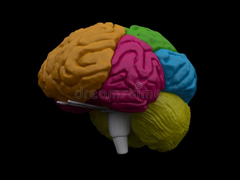 Modelo del cerebro 3d stock de ilustración. Ilustración de arrugas