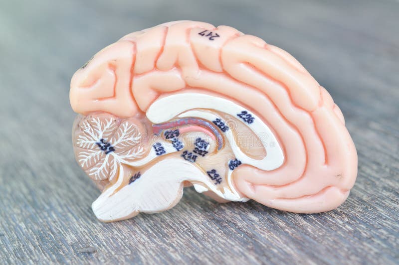 Human brain model with human anatomy concept. Human brain model with human anatomy concept