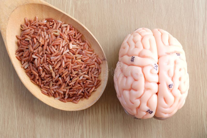 Human brain anatomy model and red rice. Human brain anatomy model and red rice