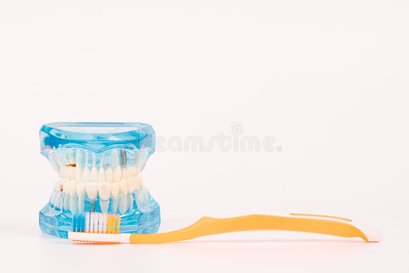 Modelo del diente o modelo dental con el cepillo de dientes foto de archivo libre de regalías Modelo del diente o modelo dental con el cepillo de dientes foto de archivo libre de regalías