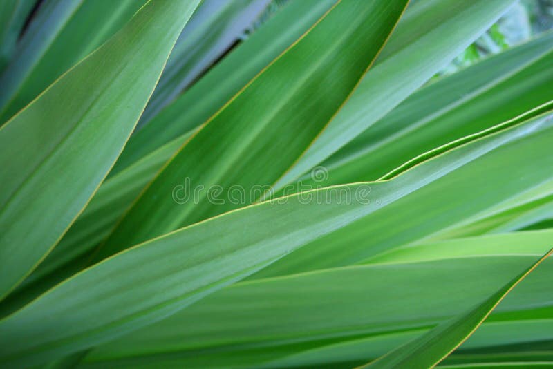 Fondo de plantas fotografía de archivo libre de regalías