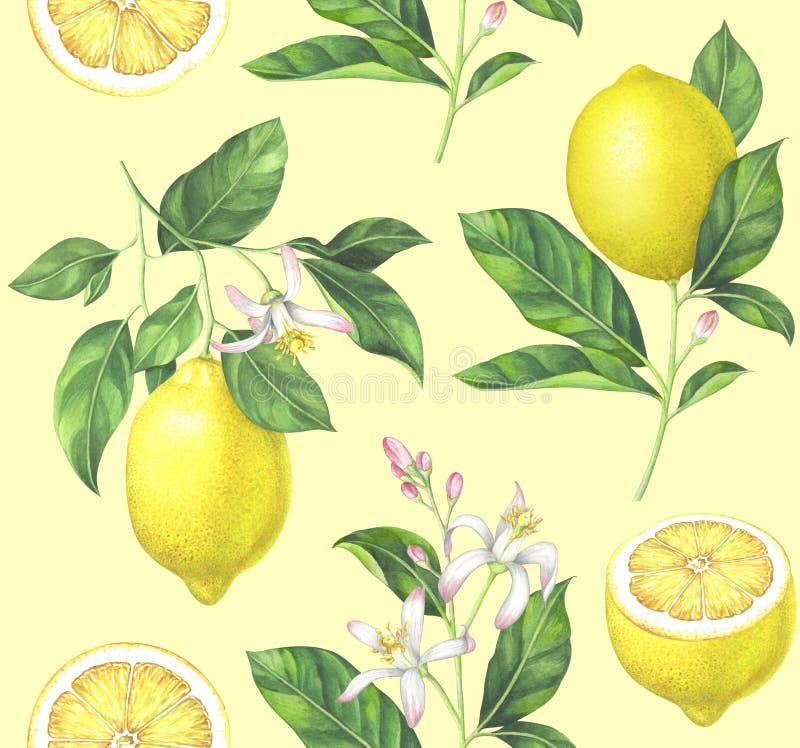 Modelo del limón de la acuarela en fondo amarillo libre illustration Modelo del limón de la acuarela en fondo amarillo libre illustration
